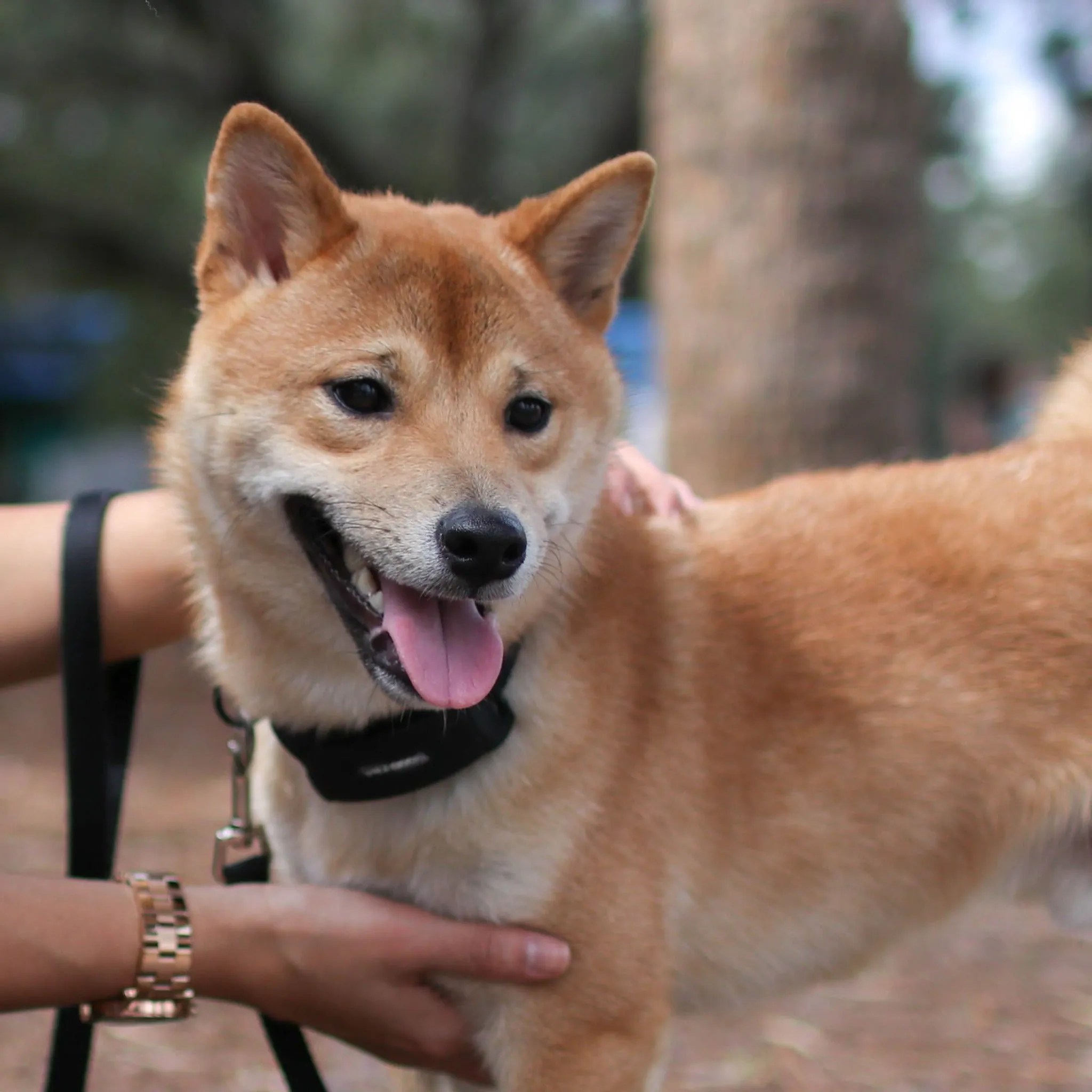 BarkWise™ Training Pack