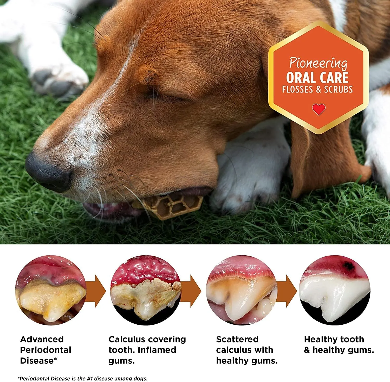 Dog Dental Treat - Extra Small - Protein Formula - 12oz Carton
