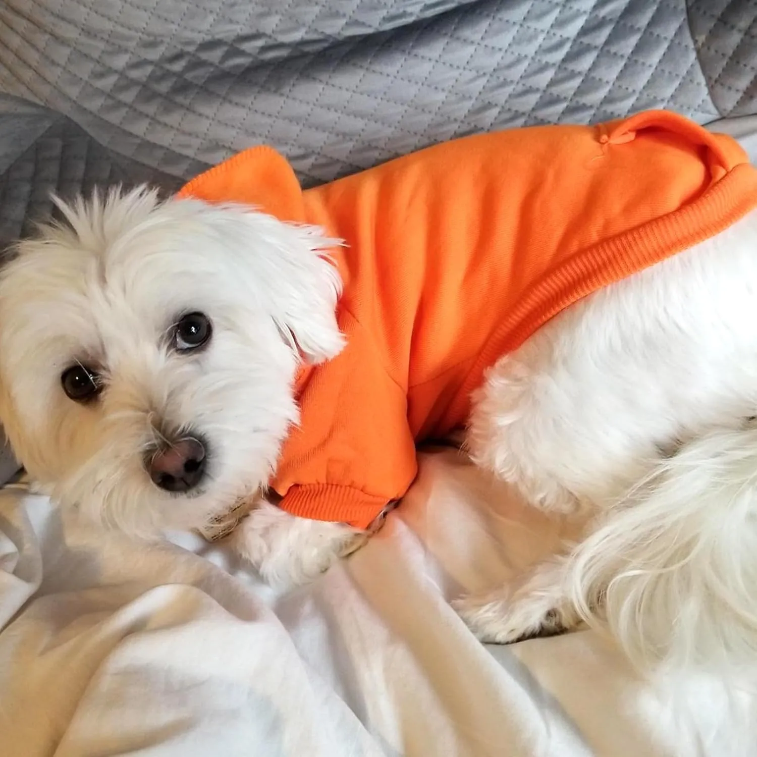 Jecikelon Winter Dog Hoodie Sweatshirts with Pockets Warm Dog Clothes for Small Dogs Chihuahua Coat Clothing Puppy Cat Custume (Orange, Medium)