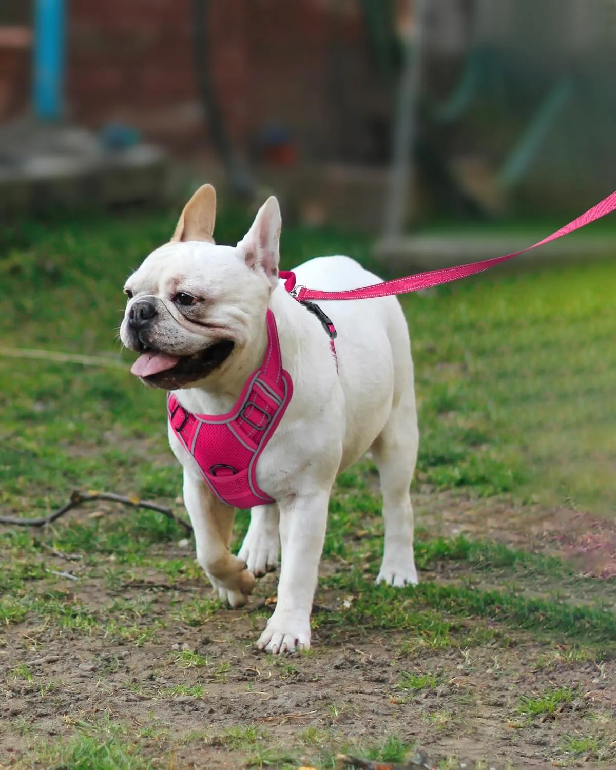 Joytale Step-in No Pull Dog Harness for Small Dogs with 2 Leash Clips, Reflective Pet Vest with Easy Control Handle, Adjustable Soft Padded Harness for Walking and Training, Hotpink,S