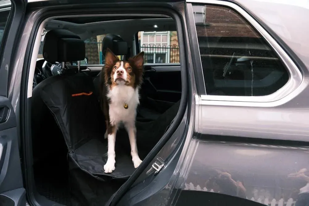 Pawz Pet Back Seat Cover