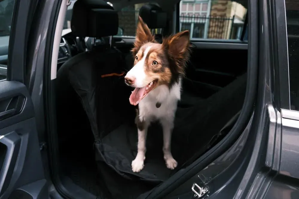Pawz Pet Back Seat Cover