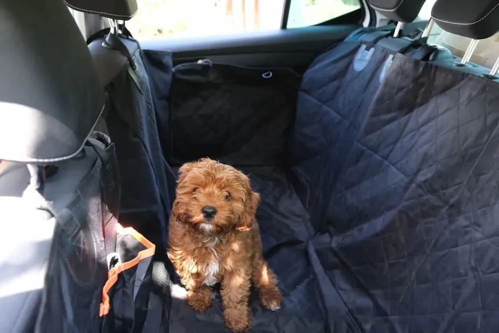 Pawz Pet Back Seat Cover