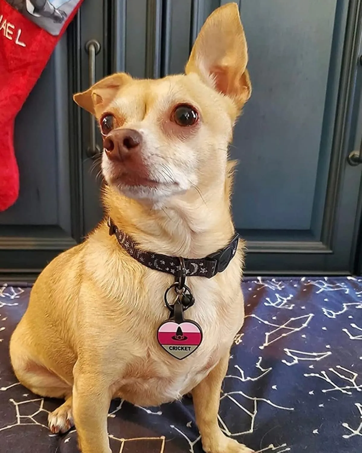 Silent Dog Tag Personalized with 5 Lines of Custom Deep Engraved Durable Soundless Silicone Pet ID Name Tag Bone Design Pink