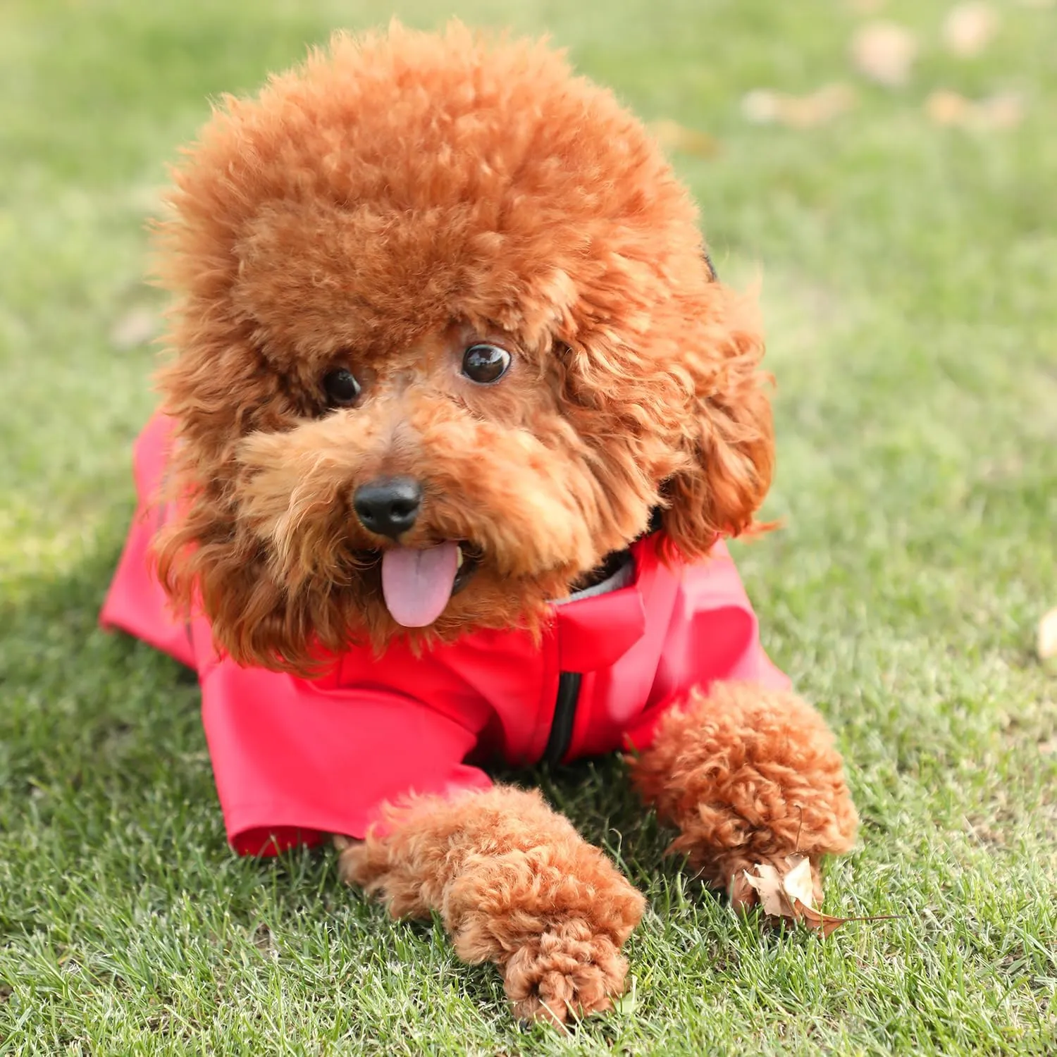 Wizland Reflective Dog Raincoat Dog Rain Jacket with Hood Lightweight Waterproof Rain Coat for Puppies (RED XS)